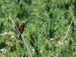 Rufous-rumped Seedeater