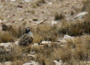 Gray-breasted Seedsnipe