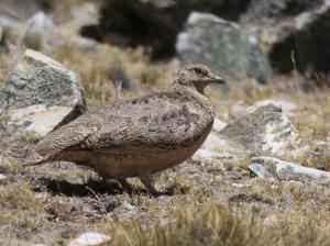 Rufous-bellied Seedsnipe