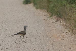 Black-legged Seriema