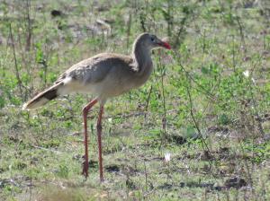Red-legged Seriema