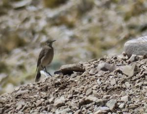 Black-billed Shrike-tyrant