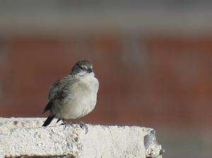 Ash-breasted Sierra-finch