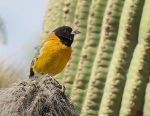 Black-headed Sierra-finch
