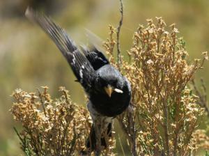 Mourning Sierra-finch