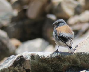 Red-backed Sierra-finch