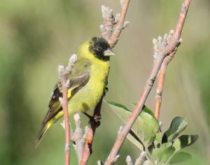 Hooded Siskin