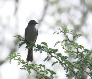 Crowned Slaty-flycatcher