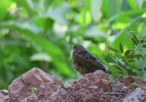 Andean Slaty-thrush