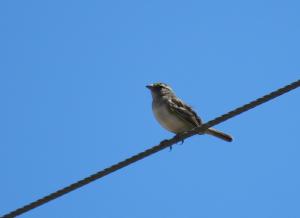 Grassland Sparrow