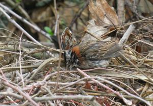 Rufous-collared Sparrow