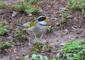 Saffron-billed Sparrow