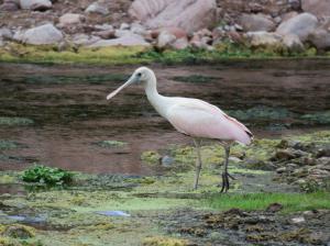 Roseate Spoonbill