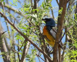 Blue-and-yellow Tanager
