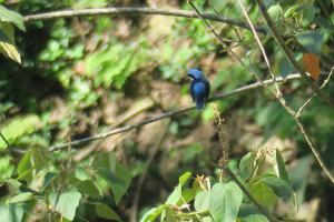 Fawn-breasted Tanager