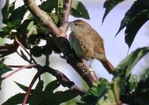 Freckle-breasted Thornbird