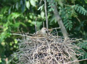 Rufous-fronted Thornbird