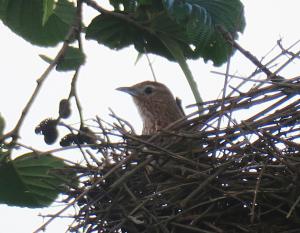 Spot-breasted Thornbird