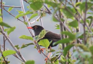 Chiguanco Thrush