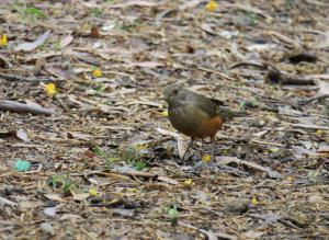Rufous-bellied Thrush