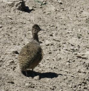 Ornate Tinamou