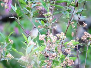 White-throated Tyrannulet