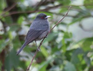 Andean Black Tyrant