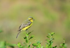 Yellow-browed Tyrant