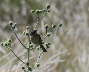 Black-and-rufous Warbling-finch