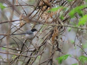 Black-capped Warbling-finch
