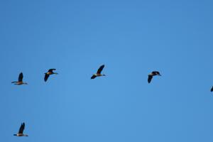 Fulvous Whistling-duck