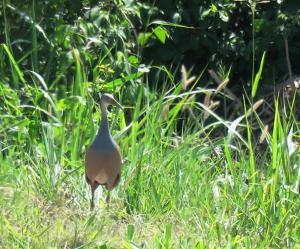 Giant Wood-rail