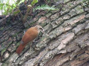 Narrow-billed Woodcreeper