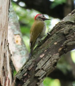 Golden-olive Woodpecker