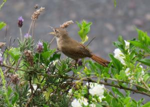 House Wren