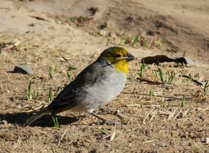 Citron-headed Yellow-finch