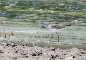 Lesser Yellowlegs