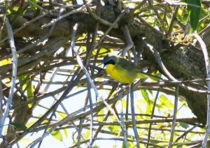 Masked Yellowthroat