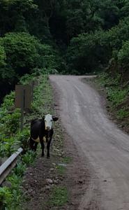 Cows always find Liza