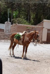 Work horse, Tilcara