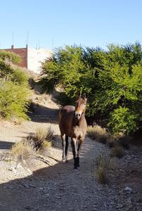 Horses like Robert; in Yavi