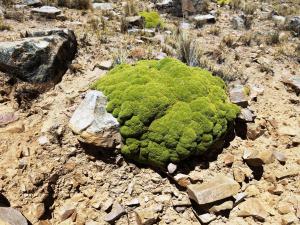 Cushion plant