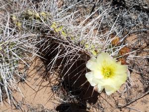 Cactus flower