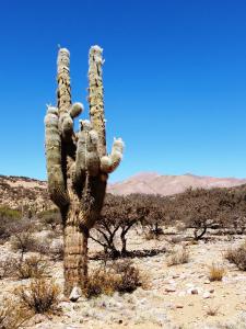 Cactus