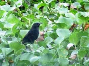 Blackish Cowbird