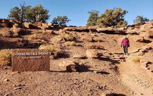 Goosenecks Point
