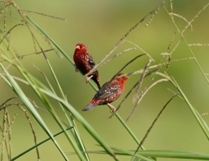 Red Avadavat