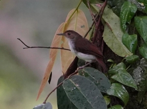 White-chested Babbler