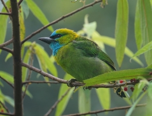 Golden-naped Barbet