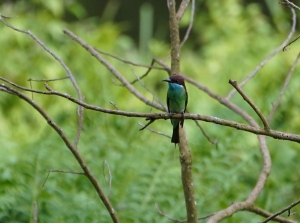 Blue-throated Bee-eater